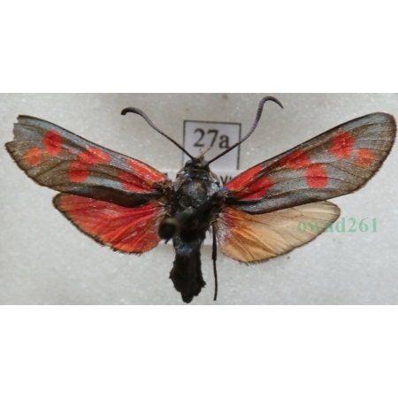 Zygaena filipendulae (Linnaeus, 1758) Kraśnik sześcioplamek Czech27a